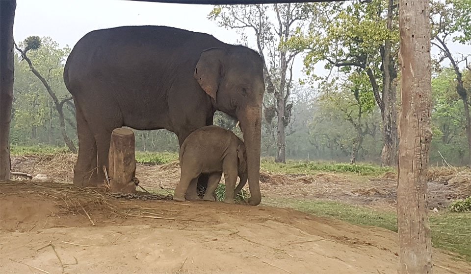 Elephant breeding center in Chitwan