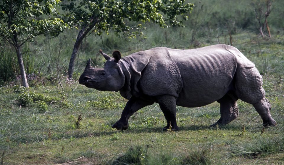 Endangered One- Horned Rhino Inside Chitwan National Park