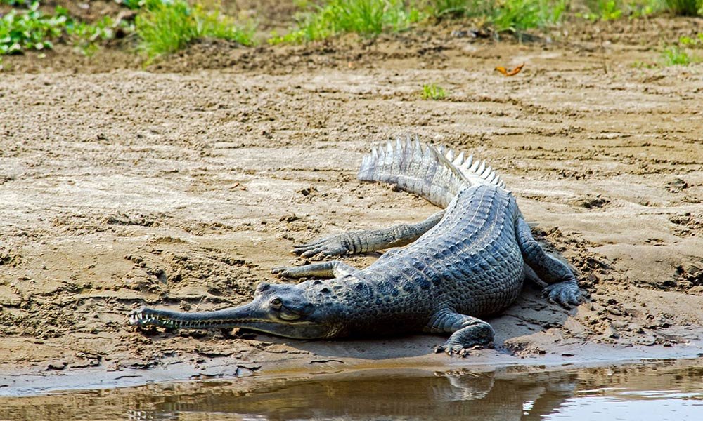 View of Crocodile During Canoe Ride