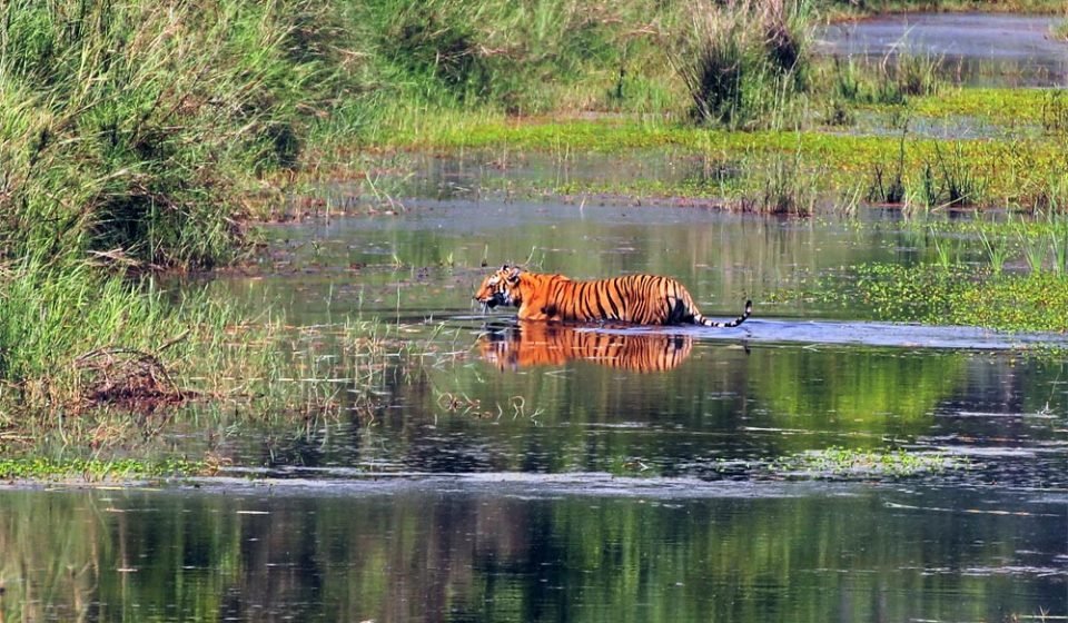 Elusive Bengal Tiger in Bardia National Park