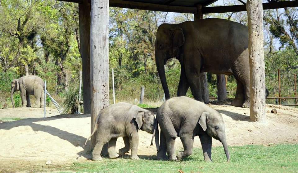 Elephant Breeding Center in Chitwan