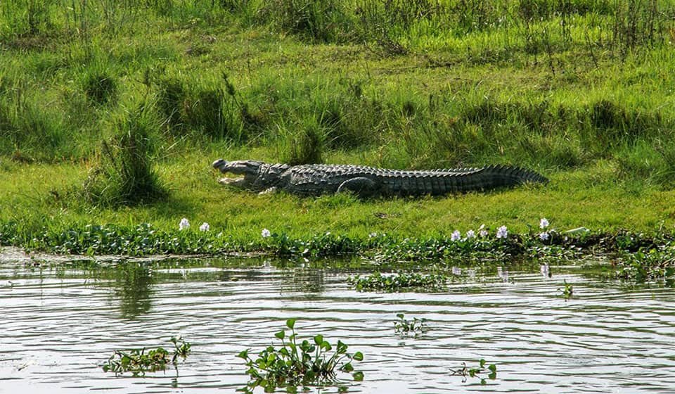 View of Marsh Mugger Crocodile During Dugout Canoe Ride in Chitwan